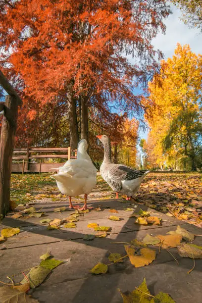 Photo of Portrait of two geese in the autumn park, Umbria