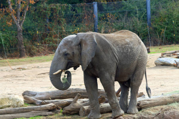 istock Elephant enjoying an autumn day while eating 1190190353