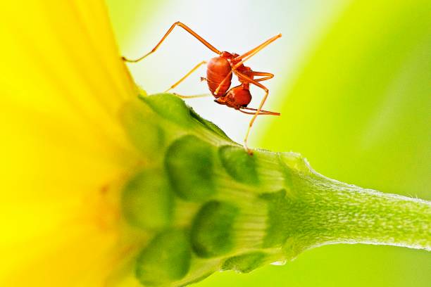 Ant bending body on yellow flower.
