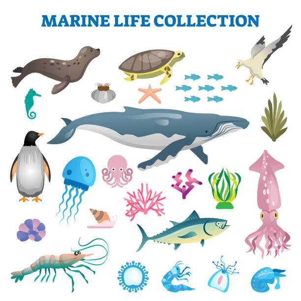 해양 생물 컬렉션 벡터 그림입니다. 바다와 바다 야생 동물 물고기 - underwater mine stock illustrations