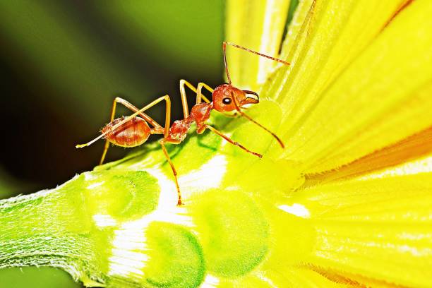 istock Ant climbing yellow flower. 1190191755