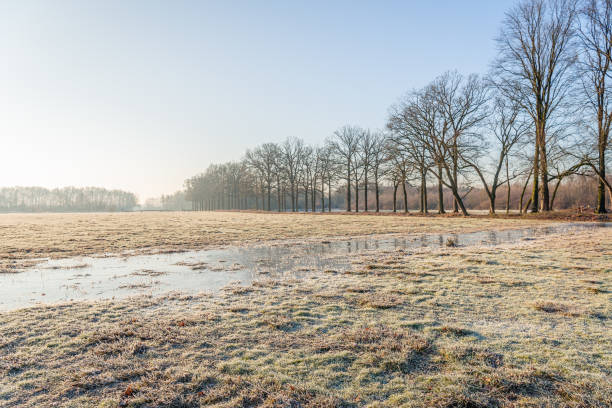 Row of tall trees on the edge of frozen grassland. The grass in the middle is flooded and the water is frozen. The photo was taken on a foggy morning in a nature reserve near the Dutch city of Breda.