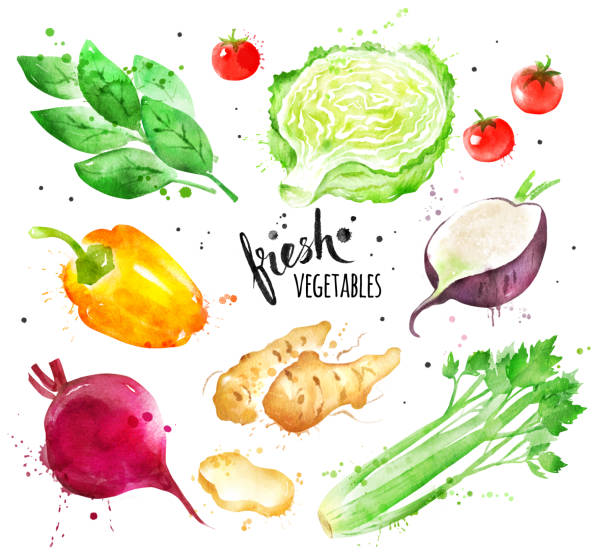 ilustrações de stock, clip art, desenhos animados e ícones de watercolor illustration set of vegetables - rutabaga