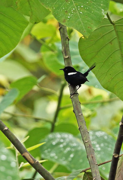 istock White-shouldered Fairy-wren 1190194652
