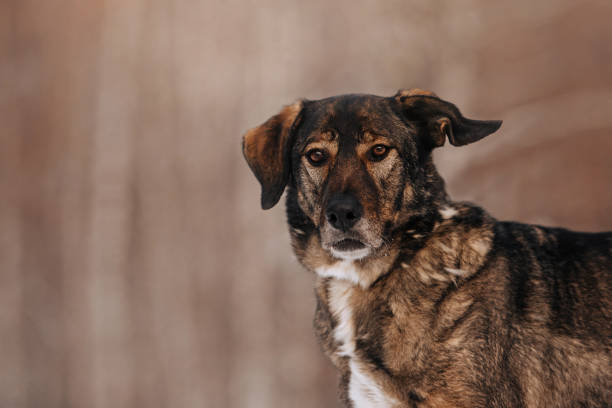 istock mixed breed dog with funny ear posing outdoors 1190195225