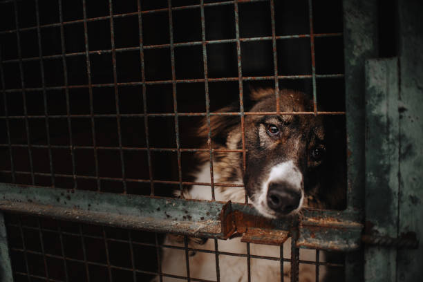 istock sad dog posing behind bars in an animal shelter 1190195450