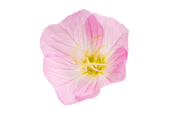 istock Oenothera speciosa isolated 1190195477