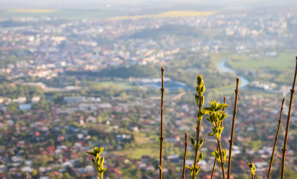 istock Buds over city of Nitra in spring time 1190195582
