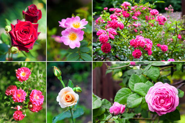 collage d'images de diverses belles roses - hybrid tea rose photos et images de collection