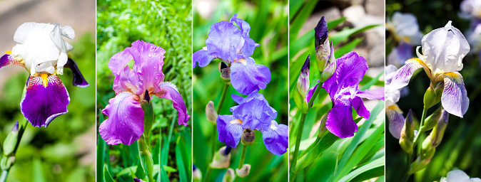 Collage of images of various beautiful Iris flowers. Variety of Irises