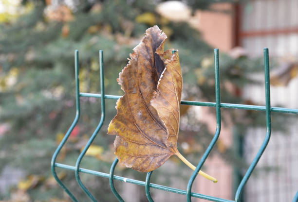 dry leaf of a tree on the autumn