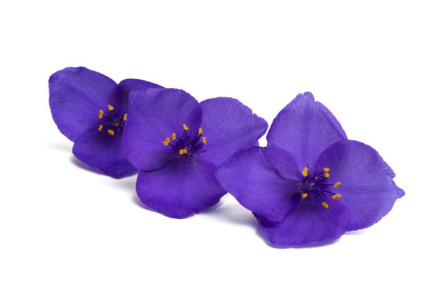 istock Tradescantia isolated 1190197989