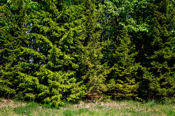 Green grass and green fir trees background