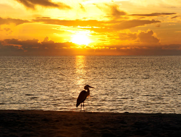 istock Heron beach sentinel, Maldives 1190199787