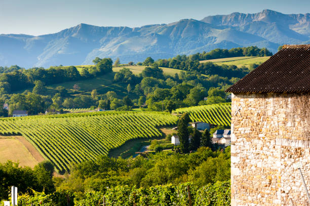 istock vineyard, Jurancon, France 1190200515