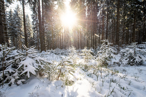 Thuringia, Germany: Young coniferous trees in the winter forest.