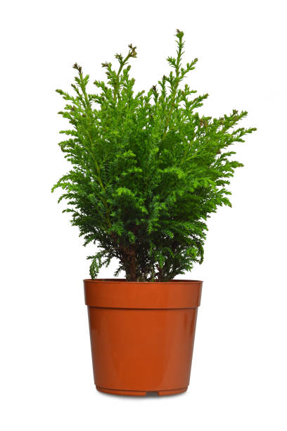 istock Miniature conifer in flowerpot isolated on white background 1190201979