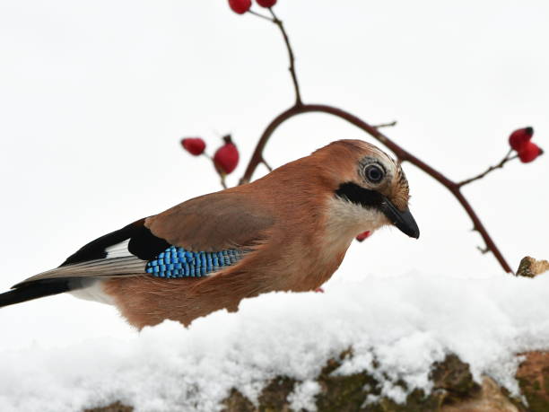 istock close up of jay bird 1190203485