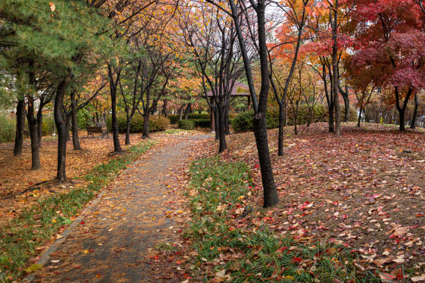 istock Autumn Landscape and Walkway in Rainy Park 1190204336