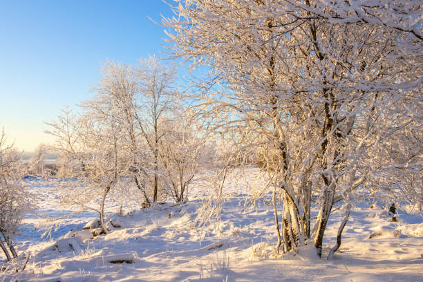 istock Beautiful winter light in a snowy landscape 1190204359