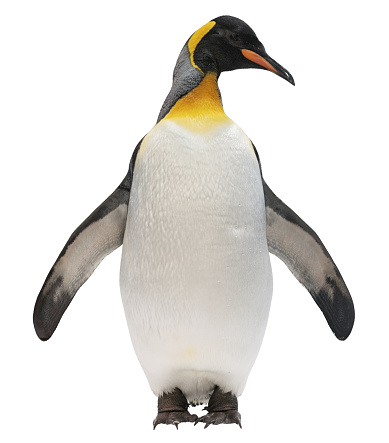Emperor penguin isolated on white with clipping path