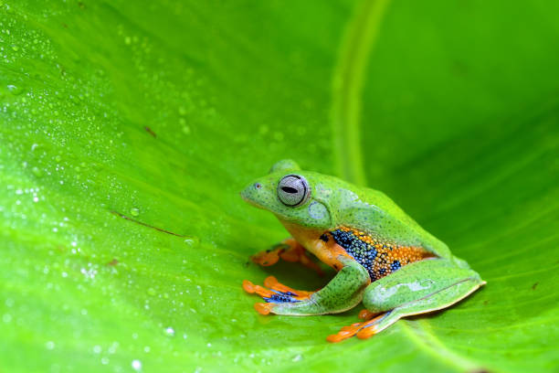 istock Rhacoporus rheinwarditii 1190204956