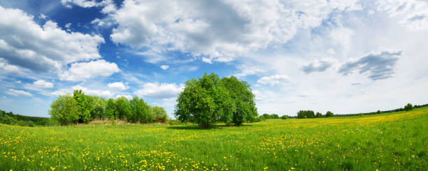 istock Field with dandelions and blue sky 1190205999