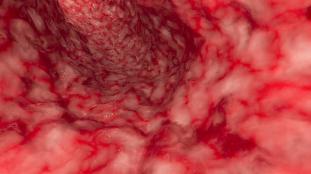 inside artery or intestine - anatomy blood animal vein human artery imagens e fotografias de stock