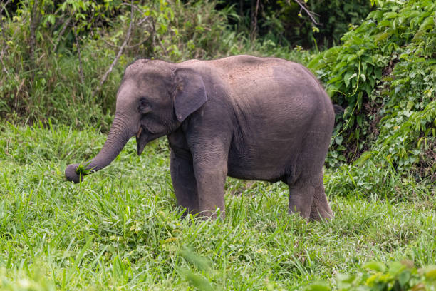 istock Thai wild elephant using trunk to grab a clump of grass to eat 1190206255