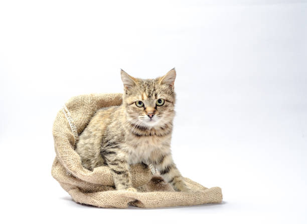 istock disgruntled tabby cat gets out of the sack 1190207767