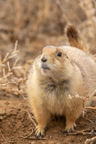 istock Cute Prairie Dog on the Grassland 1190208665