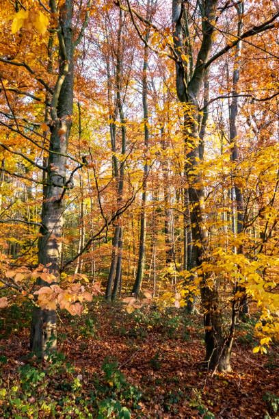 istock autumn colors in the forest 1190209389