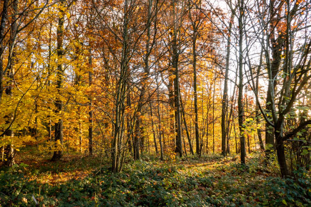 istock autumn colors in the forest 1190209625