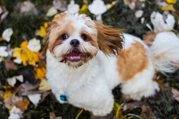 istock Cute Shitzu puppy in the park 1190209841