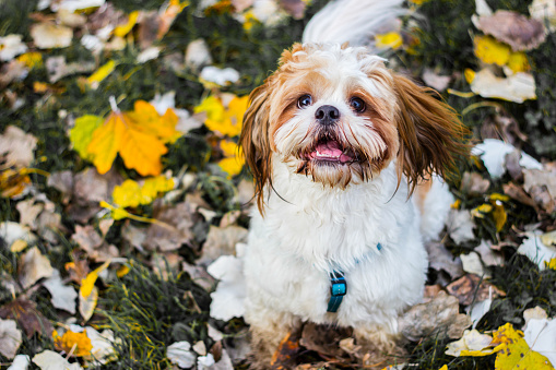 Cute Shitzu puppy in the park, autumn outdoors