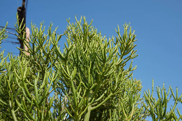 istock Euphorbia tirucalli 1190210118