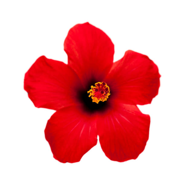 istock single red hibiscus flower isolated 1190210797