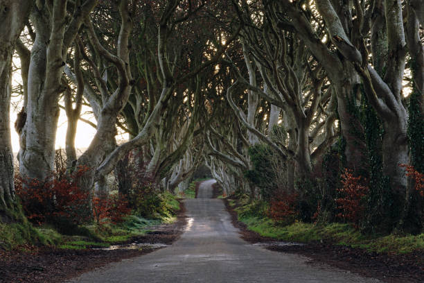 istock The Dark Hedges, Northern Ireland 1190211171