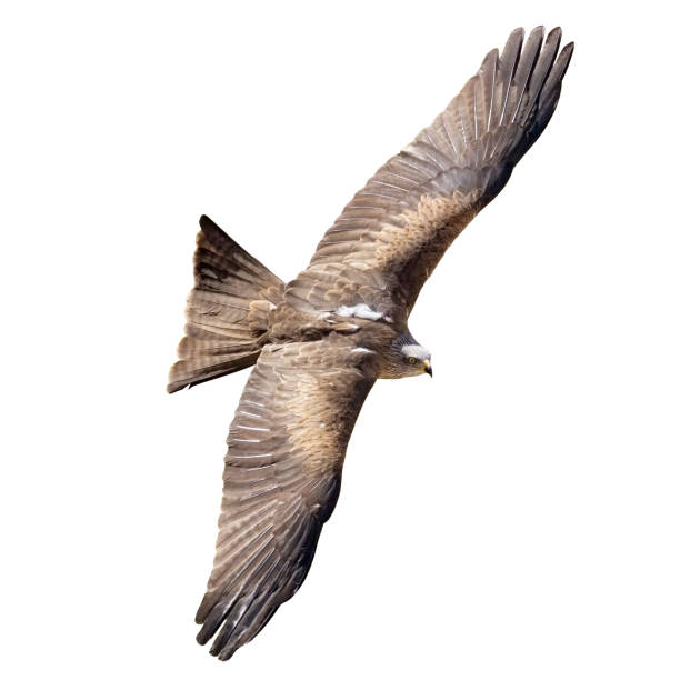Flying falcon on white background