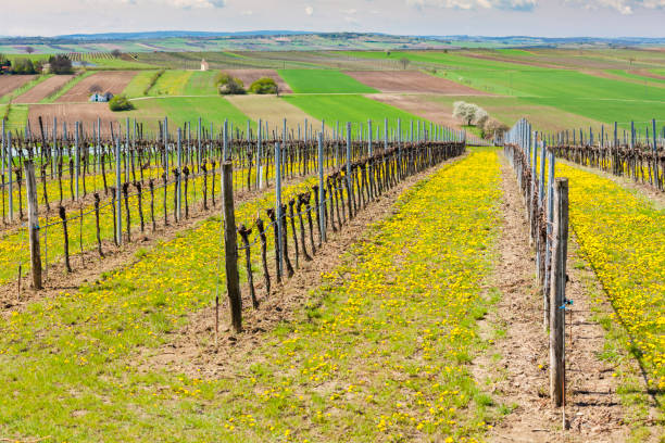 istock spring vineyard near Retz, Austria 1190211372