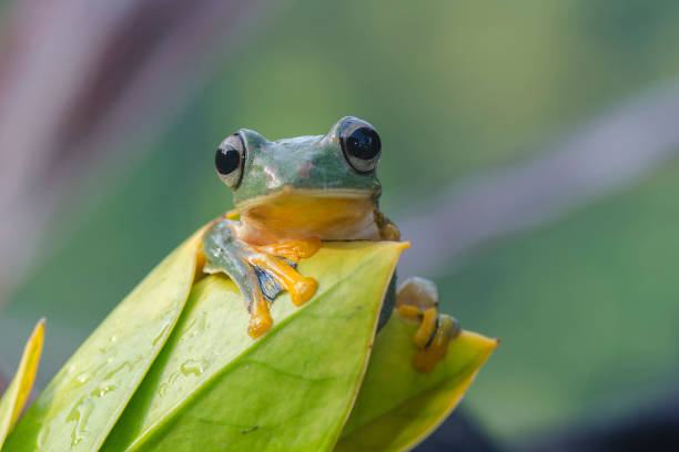 istock Rhacoporus rheinwarditii 1190213191