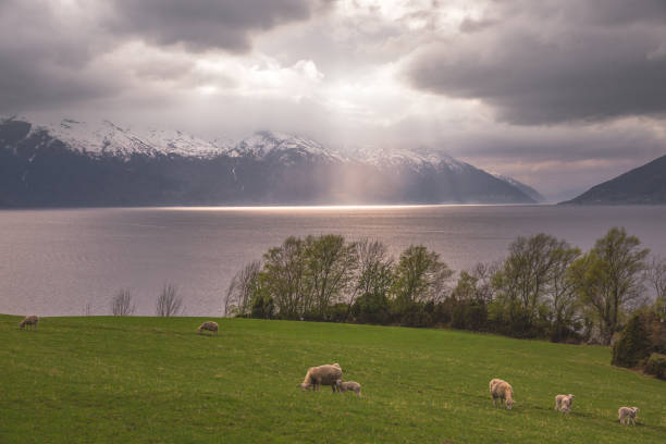 istock Sheeps eating at the Sognjefjord in Norway 1190214229