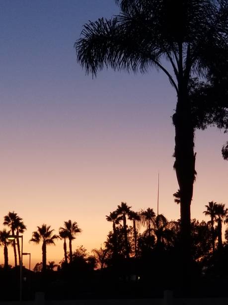 istock incredible California Palm tree silhouette sunset 1190214511
