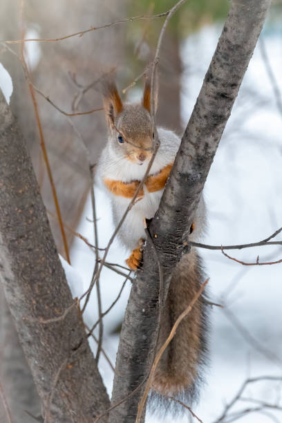 istock The squirrel sits on a branches in the winter or autumn 1190214922