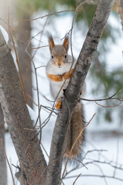 istock The squirrel sits on a branches in the winter or autumn 1190214962