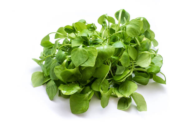 istock Purslane salad isolated on white background 1190216247