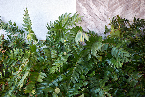 Cyrtomium falcatum lush foliage close up
