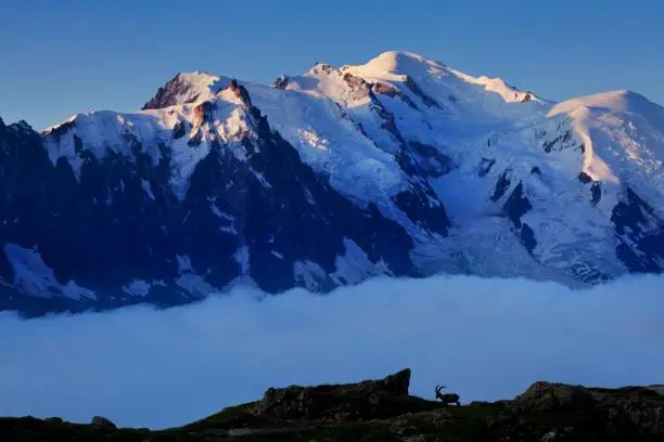 Photo of Colorful summer view of the Mont Blanc (Monte Bianco) on background, Chamonix location. Beautiful outdoor scene in Vallon de Berard Nature Reserve, Aiguilles Rouges, Graian Alps, France, Europe.