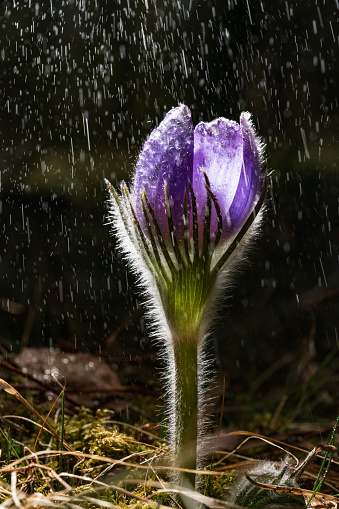 Pulsatilla patens bloom. Common blue Eastern pasqueflower plant. Prairie crocus blossom. Beautiful blooming cutleaf anemone. Pasque flower in a natural environment.