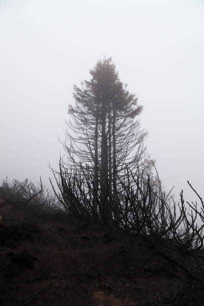 안개낀 날에 산불이후에 슬프고 으스스한 장면 - tree branch burnt silhouette 뉴스 사진 이미지